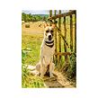 Dino GUMP SME DVOJKA 300 XL puzzle